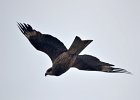 Zwarte wouw (oostelijk) (black-eared kite) Milvus migrans lineatus  - Hustai Nuruu 09-08-2016 (7)